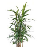 レンタル 観葉植物：アオドラセナ