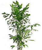 レンタル 観葉植物：チャメドレア