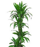 レンタル 観葉植物：ドラセナ・アオワネッキー