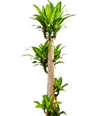 レンタル 観葉植物：ドラセナ・マッサンゲアナ