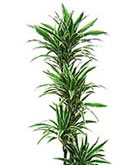 レンタル 観葉植物：ドラセナ・ワーネッキー
