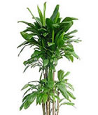 レンタル 観葉植物：ヒロバドラセナ