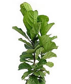 レンタル 観葉植物：カシワゴムノキ