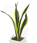 レンタル 観葉植物：サンスベリア・ブラック・ゴールド