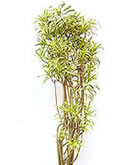 レンタル 観葉植物：ソングオブインディアナ