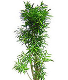 レンタル 観葉植物：ソングオブジャマイカ