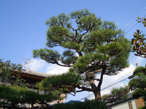 松:剪定後写真